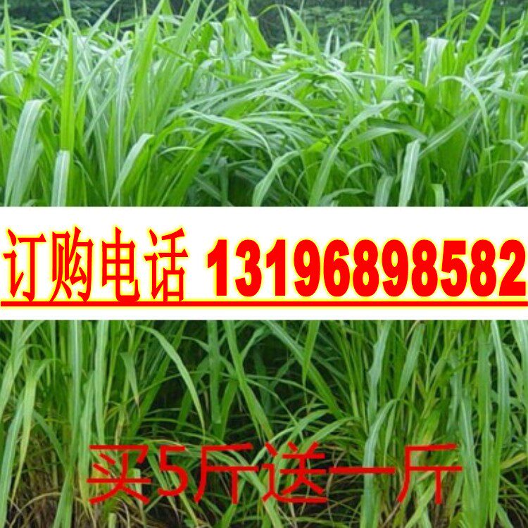 进口皇竹草种子王草皇草杂交甜象草进口黄族草草籽种牛羊牧草种子