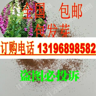 散装毛地黄种子 洋地黄 自由钟 进口混色大花 心脏草种子包邮正品