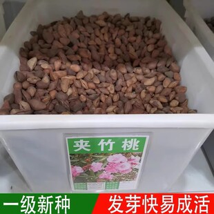 夹竹桃种子林木种籽国产散装四季多年生工程绿化观叶种孑