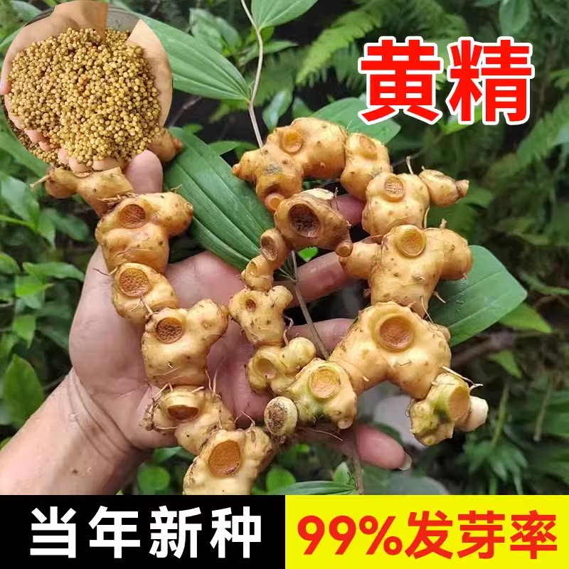 正宗药材黄精种子鸡头黄精多花老虎姜鸡爪参爪子参黄鸡菜玉竹种子图片
