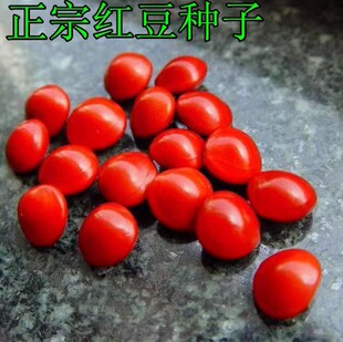 正宗新采红豆种子 海红豆种子 相思红豆籽 孔雀豆 绿化林木树种子