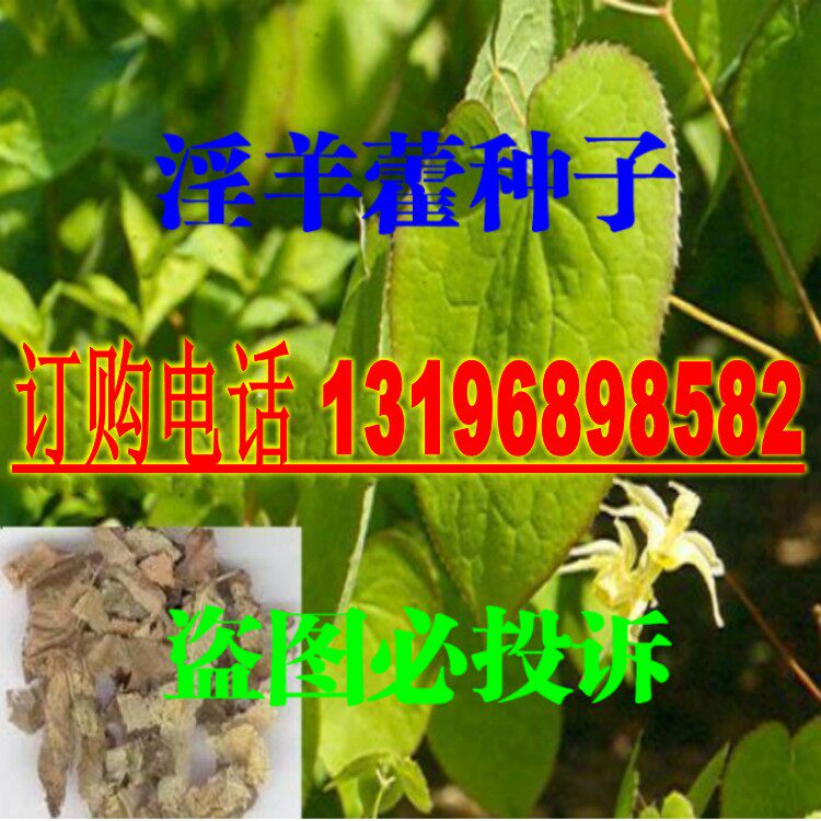 药材种子 淫羊藿种子 三枝九叶草种子 药用圆叶种子