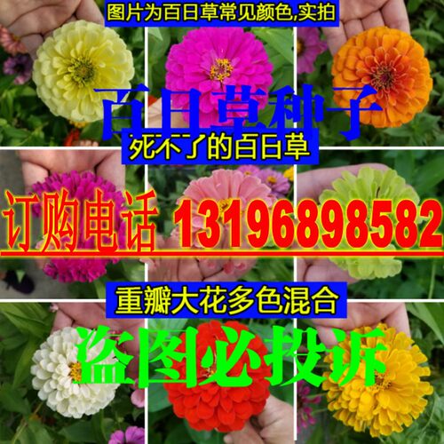 易活庭院耐旱开花不断种子包邮