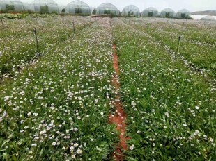 云南药材种苗灯盏花种子 灯盏细辛种子灯盏花中药灯盏细辛种子