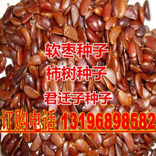 柿树种子君迁子种子黑柿子软枣种籽嫁接柿子树核桃树砧木子野柿子
