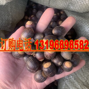 娜塔栎种子 新采娜塔栎种子 彩叶树风景树 橡树种子