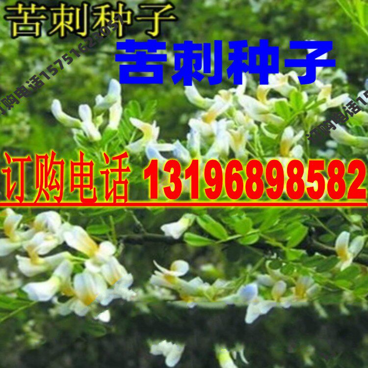 苦刺花种子 白刺花种子狼牙刺种子 铁马胡烧 护坡灌木种籽 耐干旱