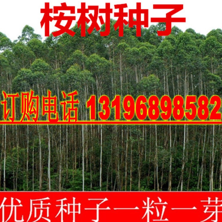 速生桉树种子桉树种子 尾叶巨桉蓝桉杏仁桉澳大利亚大小叶桉包邮