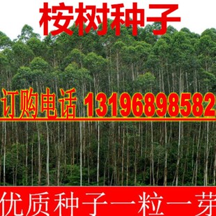 速生桉树种子桉树种子 尾叶巨桉蓝桉杏仁桉澳大利亚大小叶桉包邮