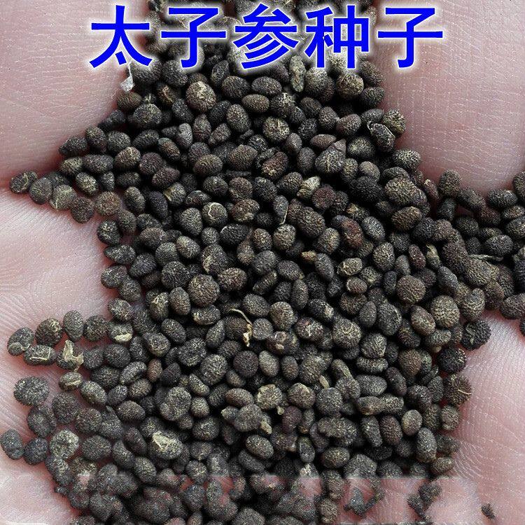 中药材太子参种子童参种子人参种籽七四叶参药材种孩儿参米参种子
