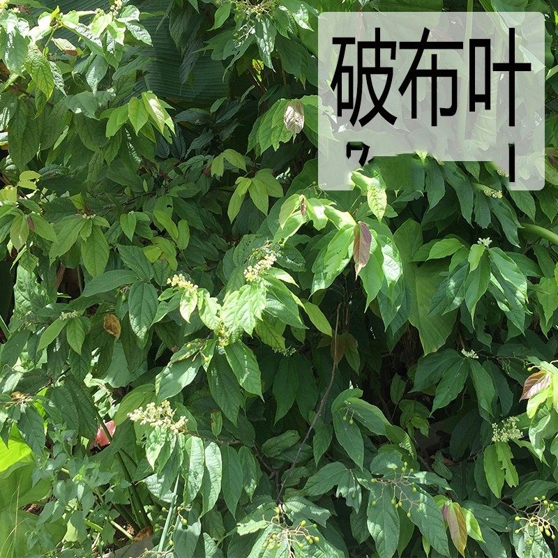 野生布渣叶种子 破布叶烂布叶薢宝叶布楂叶中草药布渣树种子包邮