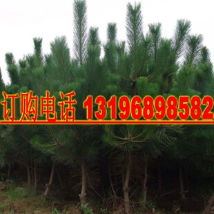 黑松种子 日本黑松种子 东北黑松 山东黑松 三河黑松树种子