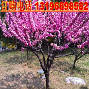 庭院地载盆栽榆叶梅重瓣多花梅花树腊梅苗红梅绿梅乌梅美人梅花苗