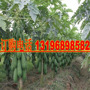 高产木瓜种子海南红心木瓜种籽牛奶木瓜水果种子木瓜种籽