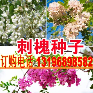洋槐新种子白花刺槐种子 紫花槐种子树种子香花槐树种子 黄花刺槐