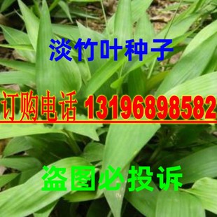 淡竹叶 淡竹叶苗  淡竹叶种子山鸡米 清热解暑草新采草药种子