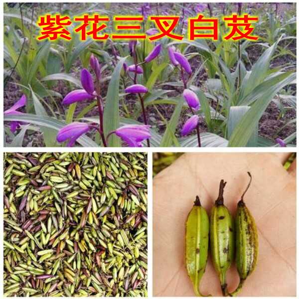 白芨种子 紫花三叉大白芨种子小白芨不是水白及种籽珍贵药材