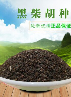 柴胡种子纯新优质31号发芽率高