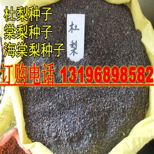 棠梨种子杜梨种子野梨树种子八棱海棠种子甜茶种子山丁子种子嫁接