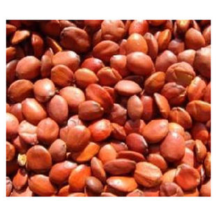 新采酸枣种子净籽南酸枣仁种子 酸枣核种子 枣子种子  枣树种籽