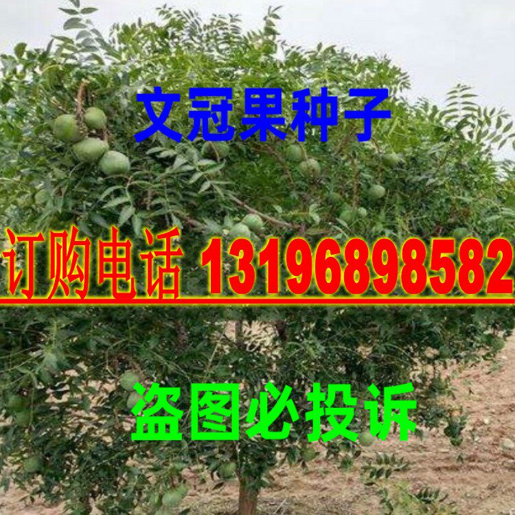 新采文冠果种子净籽 花木种子 苗木种子文冠果种子 包邮