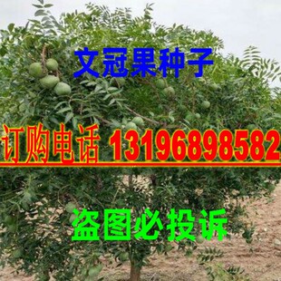 新采文冠果种子净籽 花木种子 苗木种子文冠果种子 包邮