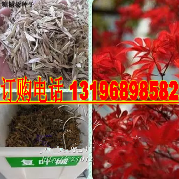 鸡爪槭种子糖槭复叶槭种子青榨槭加拿大糖枫树血皮槭茶条槭种子