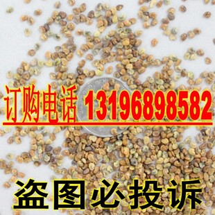不积草籽  不积草种子 开乳草 开窍草 羊屎豆 假槐豆种子包邮