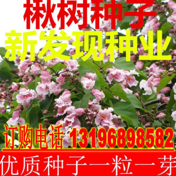 楸树种子 金丝楸种子 梓桐 旱楸蒜台 水桐树种子 梓树种子包邮