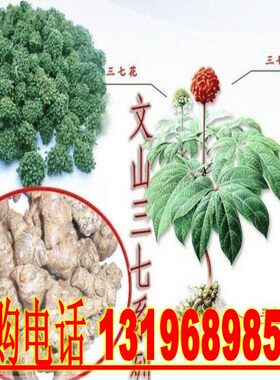 新种子已到云南田七种子三七名贵药材三七文山三七种子
