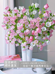 春日小清新(风铃)被称为爆花神器花期长家庭办公水养鲜切花真花