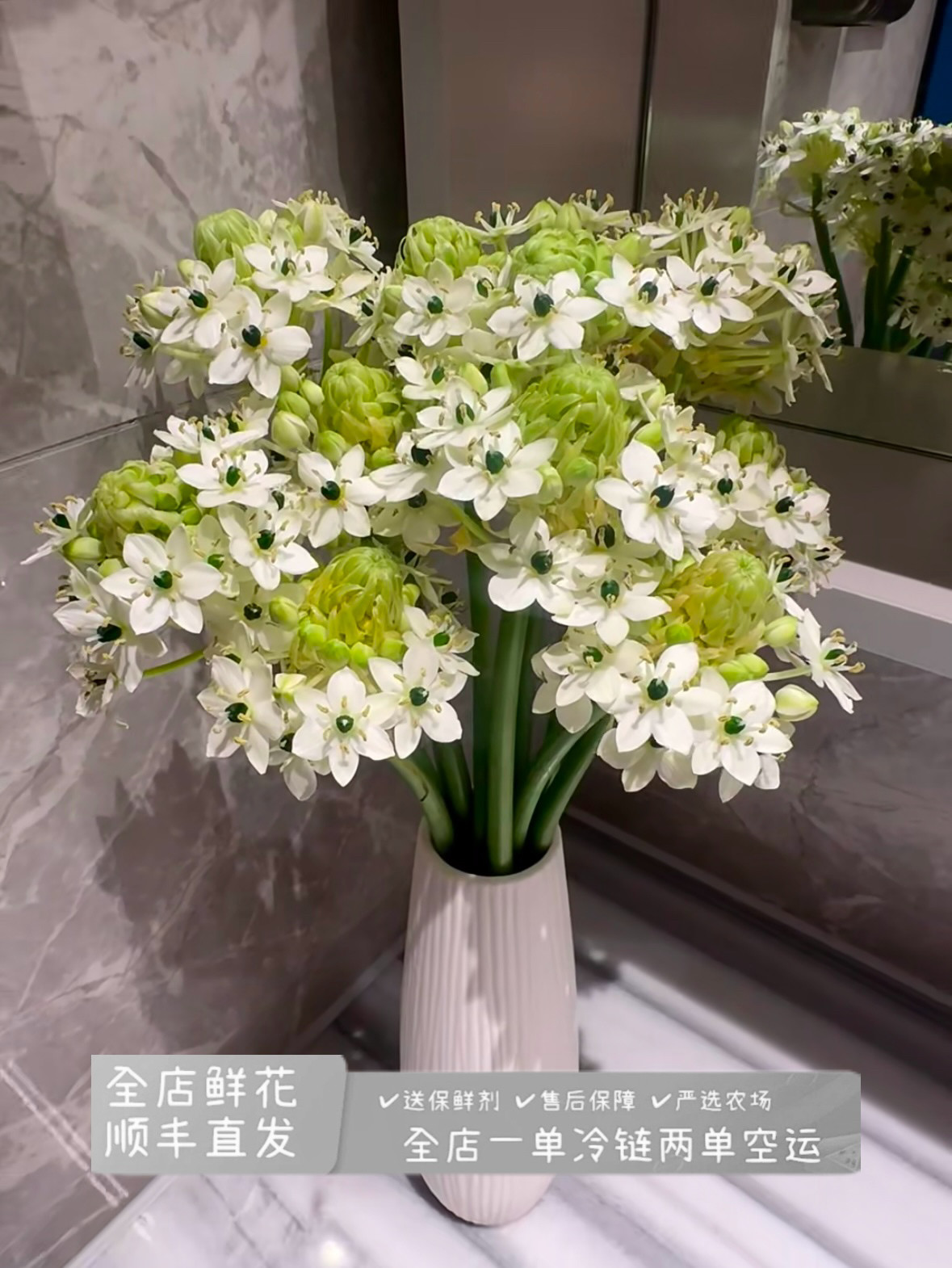 伯利恒之星（天鹅绒）小清新花家庭办公水养鲜切花云南基地直发图片