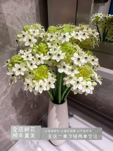 伯利恒之星（天鹅绒）小清新花家庭办公水养鲜切花云南基地直发