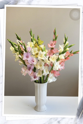 高品质剑兰鲜花唐菖蒲寓于节节高升家庭办公水养鲜切花带花苞真花