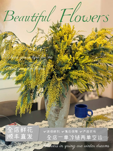 （金合欢）水培鲜切枝条水养易养护可做干花家庭办公水养鲜切花