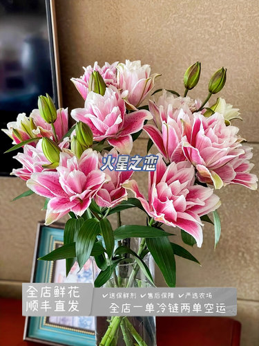 上海种业（火星之恋）高端重瓣香水百合家庭办公水养鲜切花真花