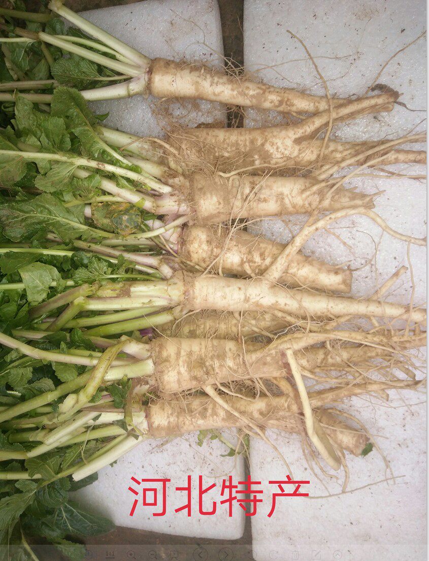 新鲜蔓菁蛮茎蔓荆芜菁大头菜盘菜甜疙瘩诸葛菜土人参5斤包邮