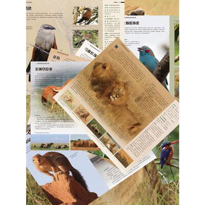 肯尼亚野生动物识别手册 严雪,余泉 主编;王青锋,佟彤 副主编 编 国外旅游指南/攻略专业科技 新华书店正版图书籍