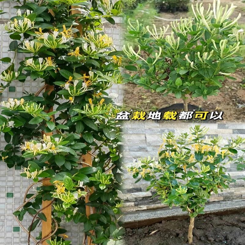 金银花苗泡茶耐热庭院爬藤植物香