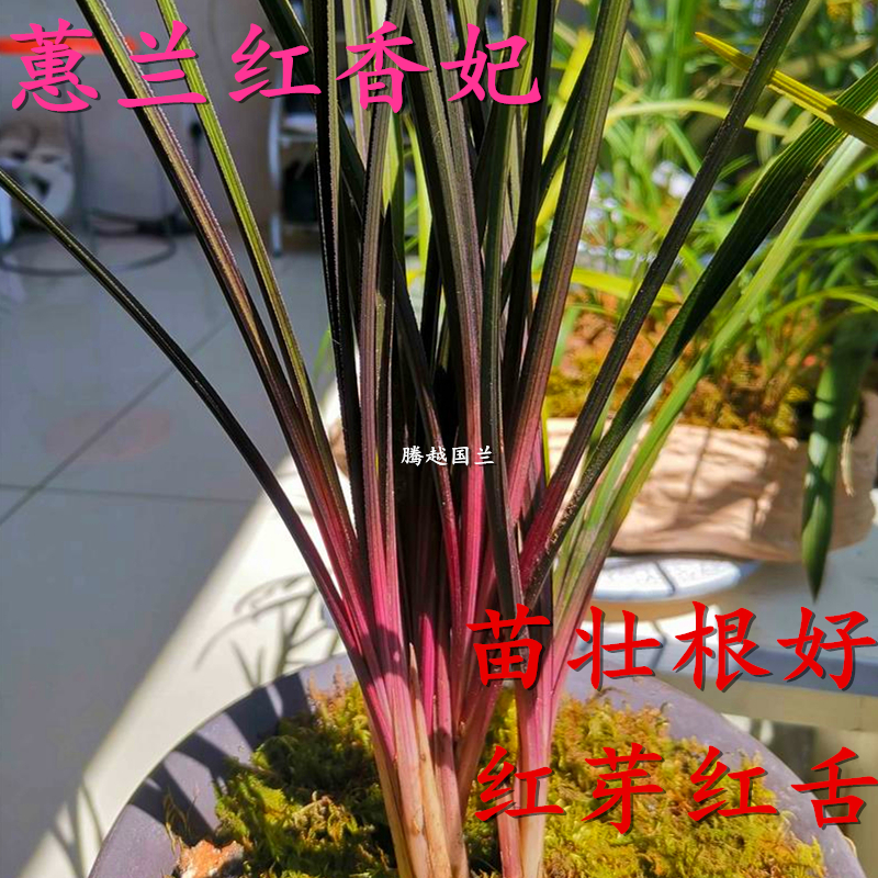 蕙兰红香妃兰花苗浓香型红草红叶室内绿植花卉盆栽好养非矮种兰花