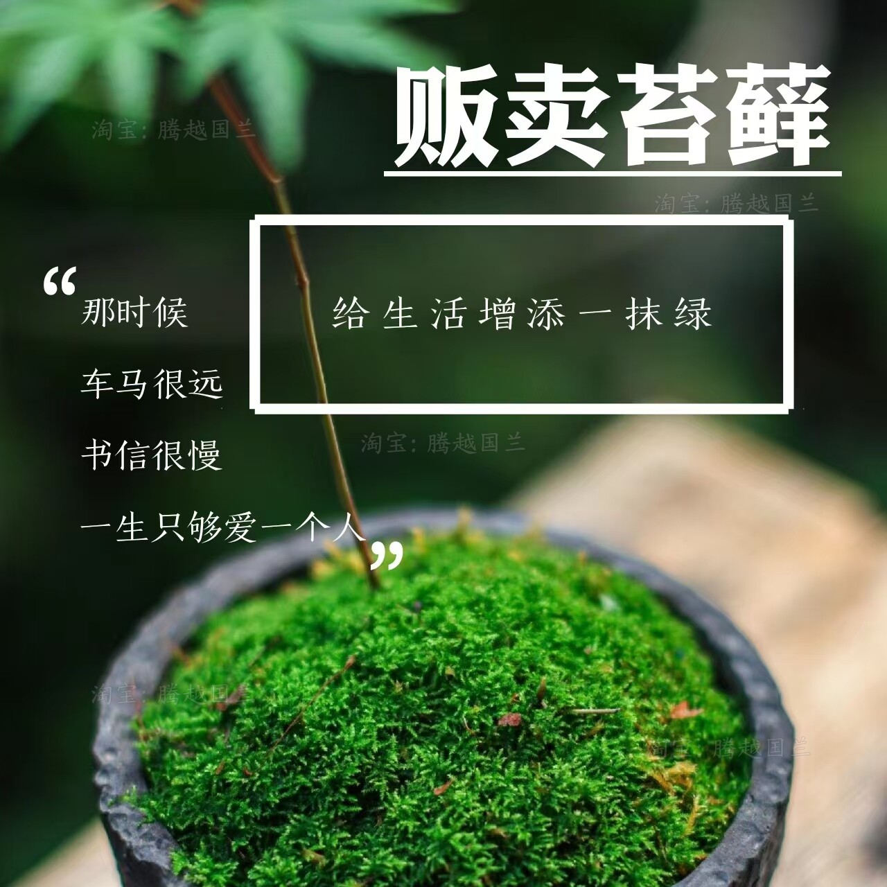 造景用新鲜苔藓绿植鱼缸假山庭院