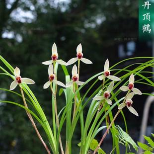 名贵兰花苗莲瓣兰丹顶鹤心心相印小雪素浓香好养室内阳台花卉绿植