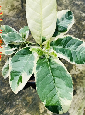 花叶柠檬树苗斑叶柠檬苗可挂果客厅庭院阳台好养活美观绿植盆景