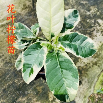 花叶柠檬树苗斑叶柠檬苗可挂果客厅庭院阳台好养活美观绿植盆景