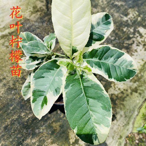 花叶柠檬树易结果美观大方盆栽