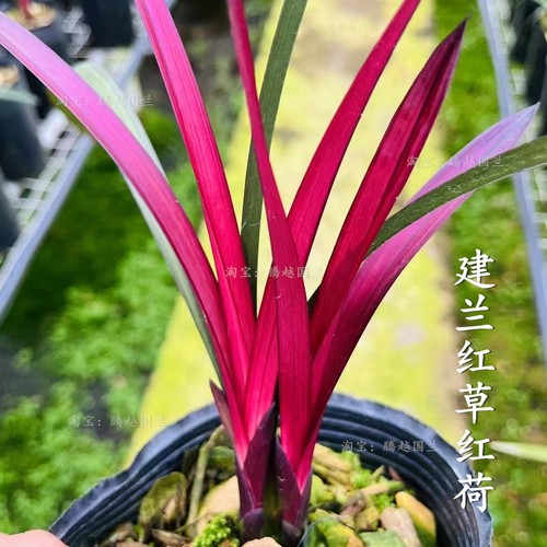 建兰红草红荷桌面摆放花卉好美观