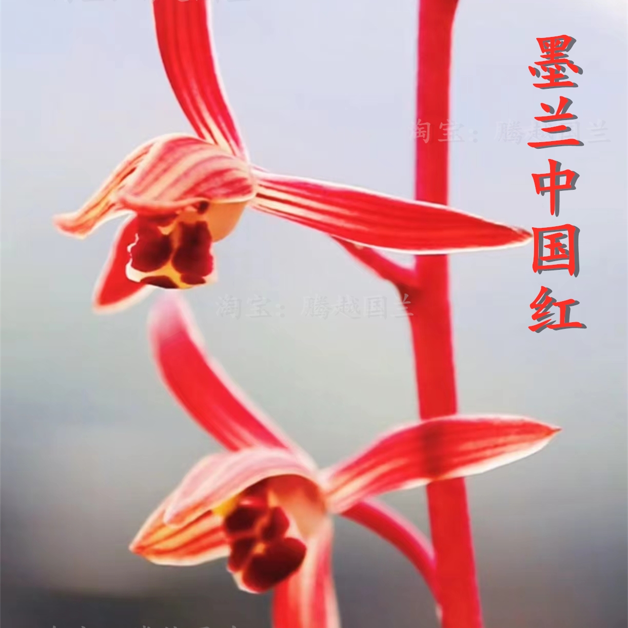 兰花苗墨兰中国红浓香漂亮红花