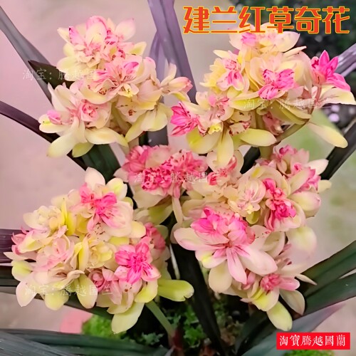 建兰红草奇花四季开花浓香好养活