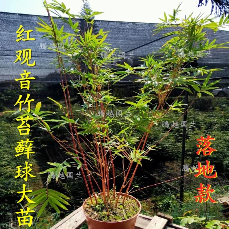 竹中精品大苗红观音竹落地款可水培姿态优雅高挑端庄室内客厅盆栽