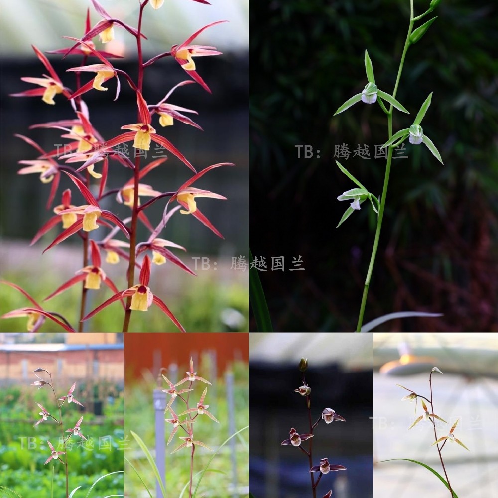 兰花苗精品细叶寒兰名贵室内外客厅庭院阳台浓香型好养活绿植花卉